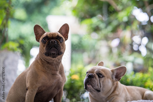 French bulldogs sitting outdoor looking to camera.