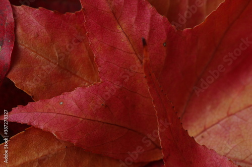赤く色づいた落ち葉のグラフィック素材