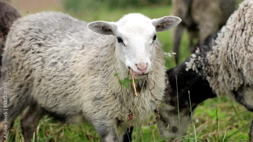 Free Range Sheep Wearing a Collar Looking At The Camera In Perm, Russia. Free Range Sheep Wearing a Collar Looking At The Camera In Perm, Russia.