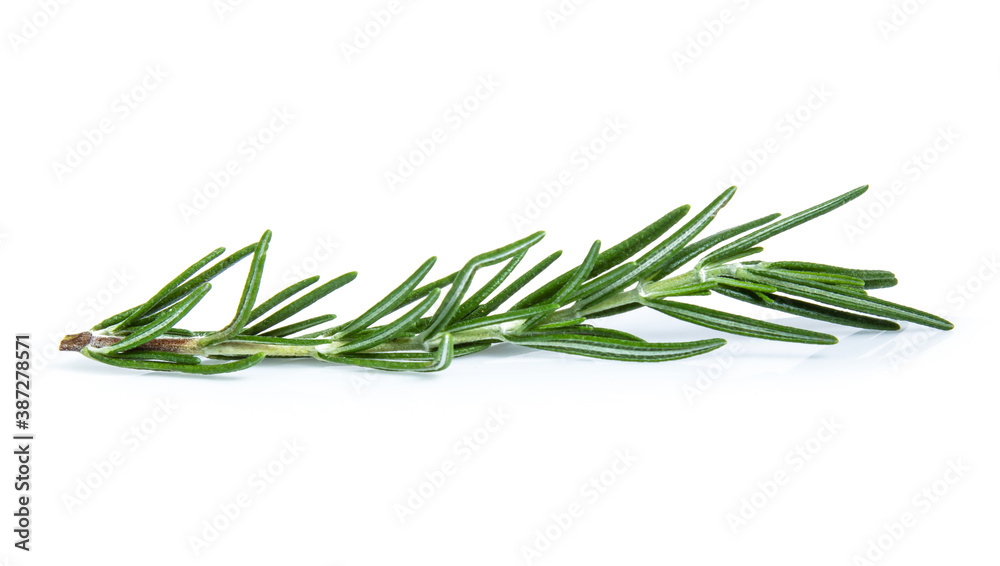 rosemary isolated on white background (Mix, set , collection) rosemary isolated on white background (Mix, set , collection)