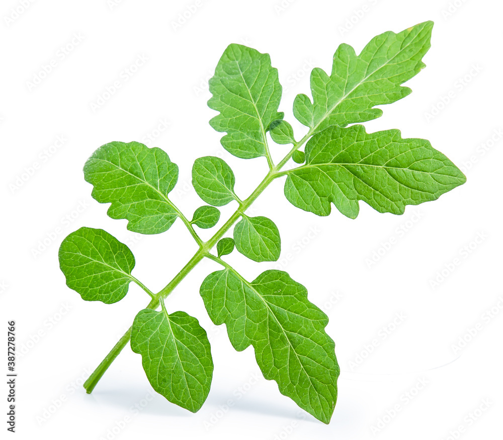 green tomato leaf isolated on white background