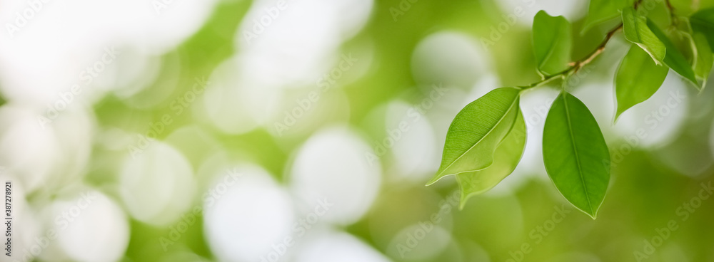 Closeup nature view of green leaf on blurred greenery background in garden with copy space using as background natural plants cover page concept. Closeup nature view of green leaf on blurred greenery background in garden with copy space using as background natural plants cover page concept.