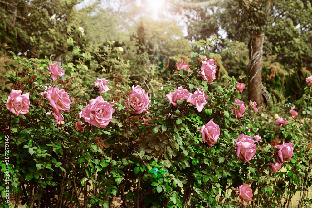 Beautiful pink rose bloom in the garden Beautiful pink rose bloom in the garden