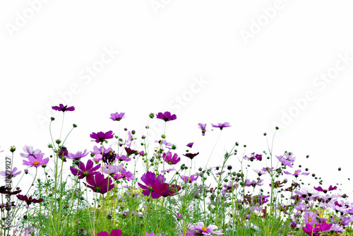 Purple and pink cosmos flowers bloom on white background