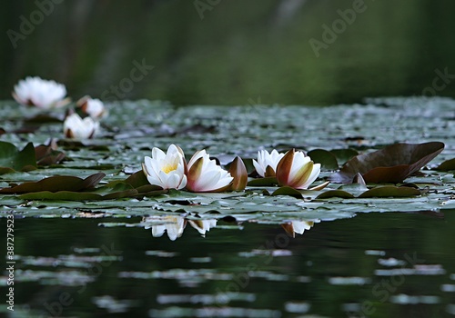 Obraz na plátně Water lilies