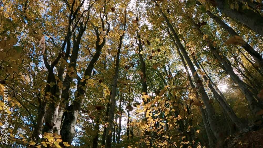 SuperSlowmotion Pan Down of how the leaves fall in an autumn forest. Pro Res. GoPro9 SuperSlowmotion Pan Down of how the leaves fall in an autumn forest. Pro Res. GoPro9