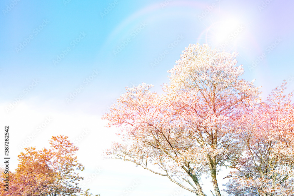 吉野の桜 吉野の桜