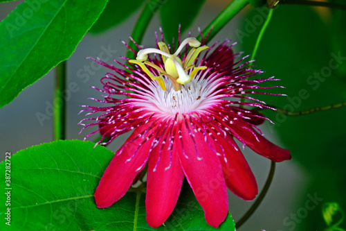 Beautiful blooming Red Passion flower (Passiflora foetida) with green leaves background. photo