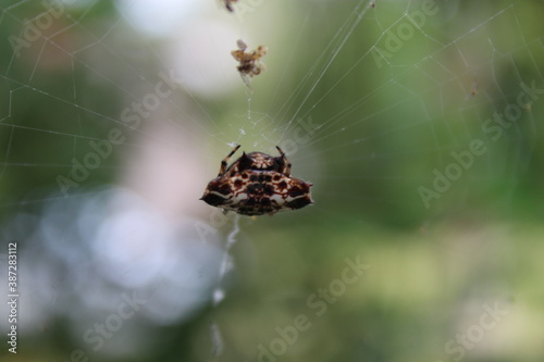Spiky Orb Weaver Spider
