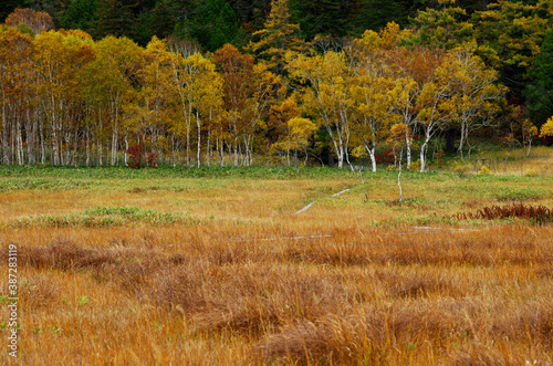 秋の尾瀬 黄葉、黄葉に輝く湿原。目を上げれば、燧ヶ岳が、黄色や紅、緑にその雄姿を着飾っている。尾瀬ヶ原、尾瀬沼、憧れであり、心の休まるところ、時を忘れて、いつまでもこの自然の中に埋もれていたい。