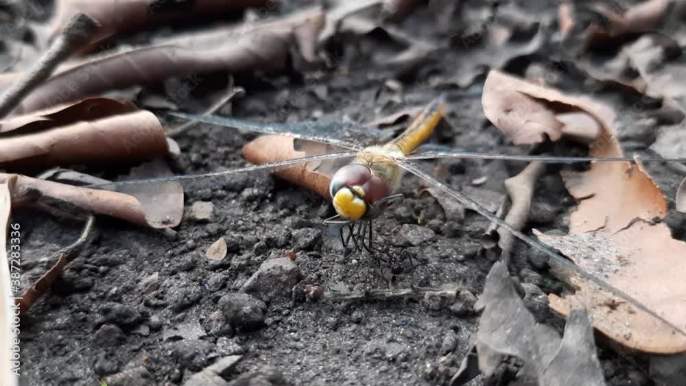 Macro shot of dragonfly and ant fighting on ground in nature.Rude ant annoys dragonfly. Macro shot of dragonfly and ant fighting on ground in nature.Rude ant annoys dragonfly.
