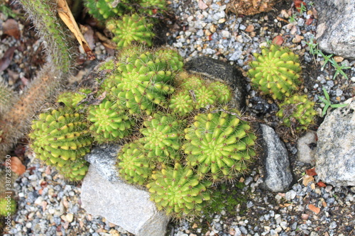 Miniature Green Cactus