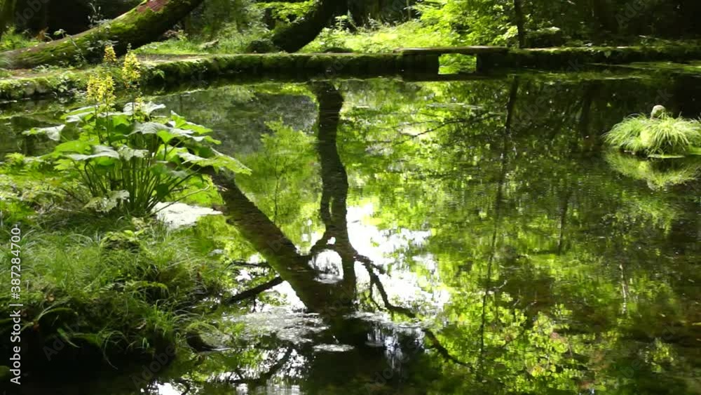 阿蘇の山吹水源 阿蘇の山吹水源