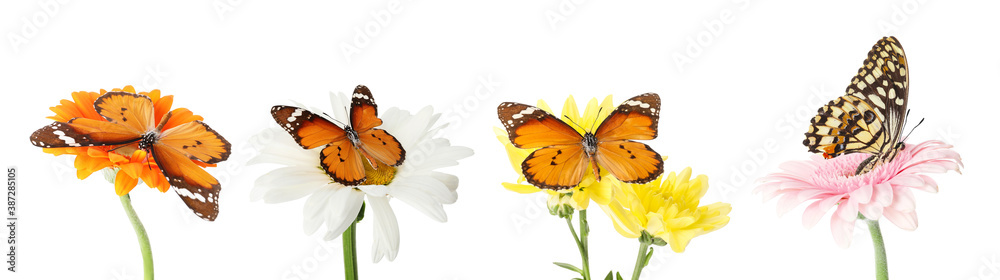 Beautiful butterfly on flower against white background Beautiful butterfly on flower against white background