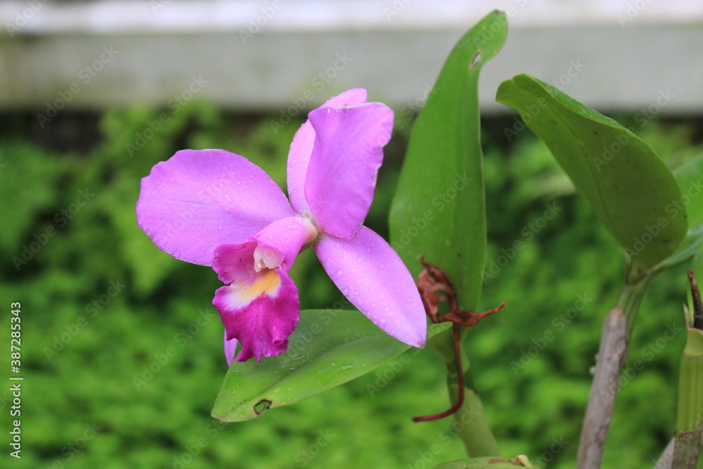 Pink Orchid