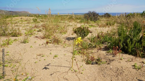 Landscape of Chile's Atacama desert with a single yellow añañuca wild flower growing in the sand, bright sunny day. photo