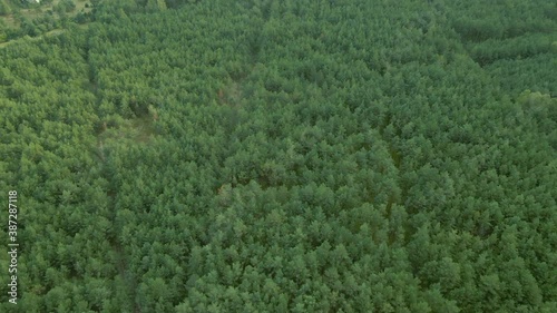 Flying Over Natural Forest Landscape With Dense Green Vegetation In Kowalskie Blota In North Central, Poland - Aerial Drone Shot photo