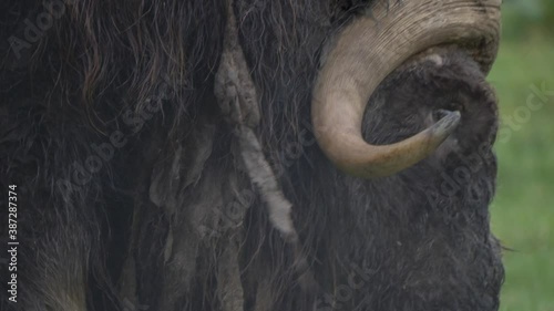 Close up of aggressive musk ox with impressive horns. photo