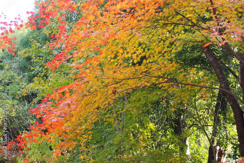 京都嵯峨野の紅葉 京都嵯峨野の紅葉