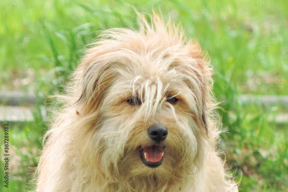 homeless mongrel, shaggy dog light curly hair homeless mongrel, shaggy dog light curly hair