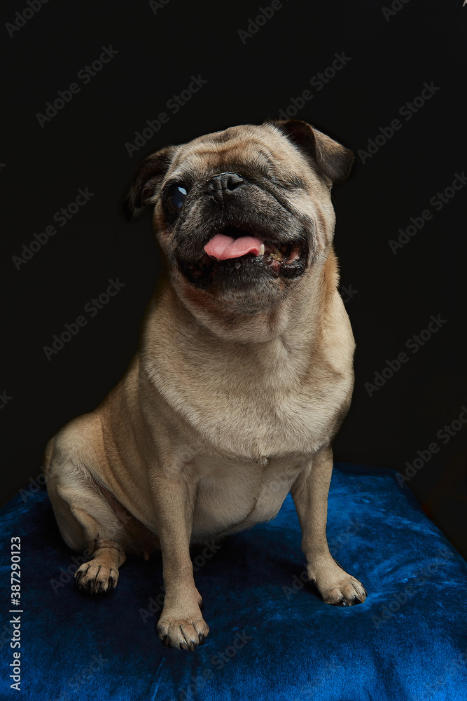 Dog with one eye closed due to an operation. dog blind in one eye in black background. 
