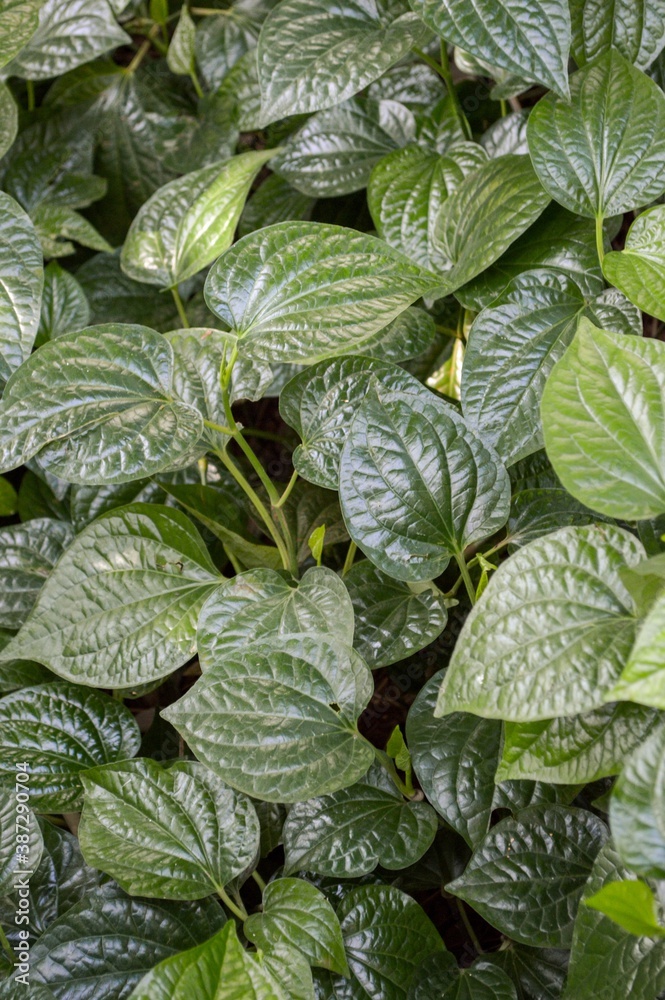 fresh green piper sarmentosum plant in nature garden fresh green piper sarmentosum plant in nature garden