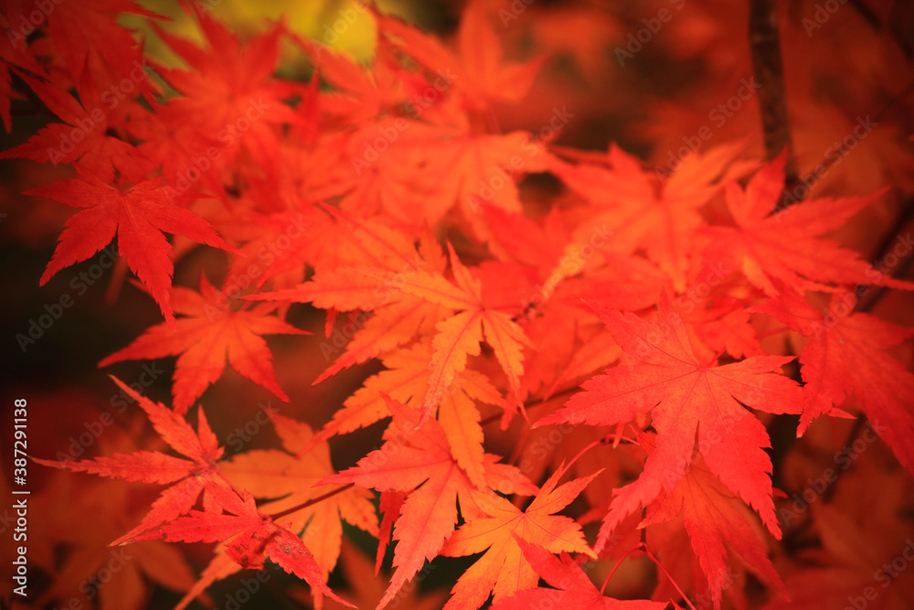秋の彩り紅葉するモミジの葉