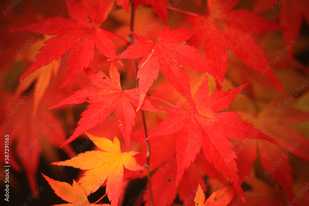 秋の彩り紅葉するモミジの葉