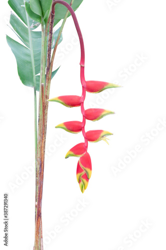 Red heliconia flower or claw flower bloom on tree in the garden isolated on white background included clipping path. photo