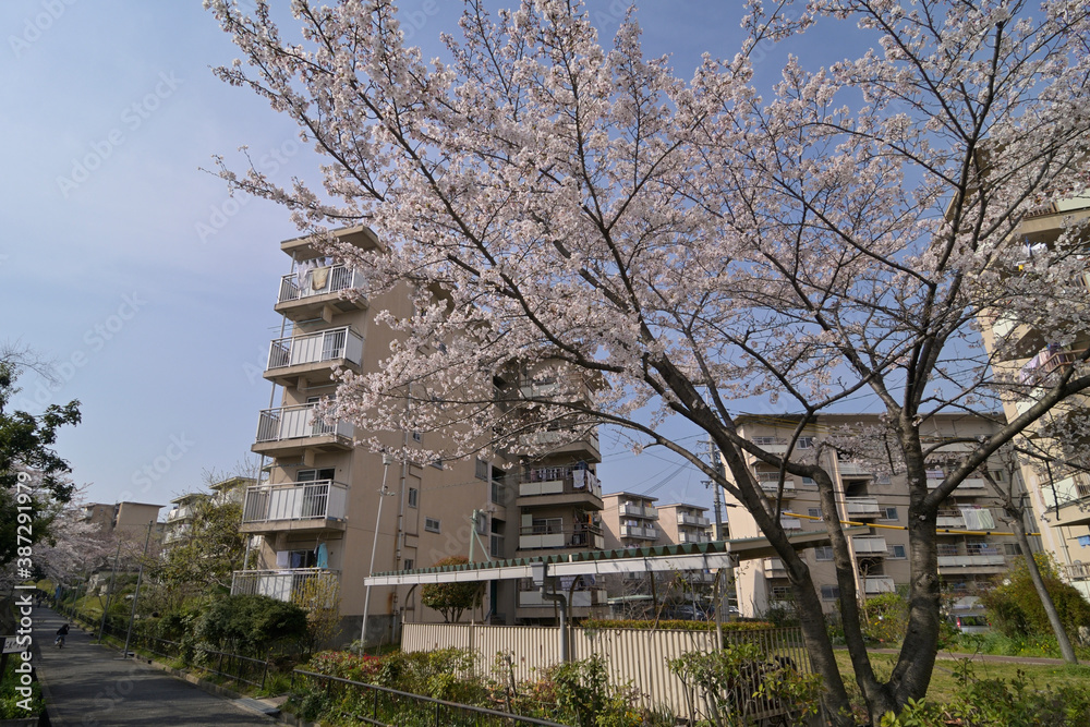 千里ニュータウン桃山台（大阪府吹田市）の府営千里桃山台住宅