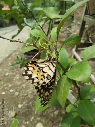 praying mantises catch and prey on a butterfly photo