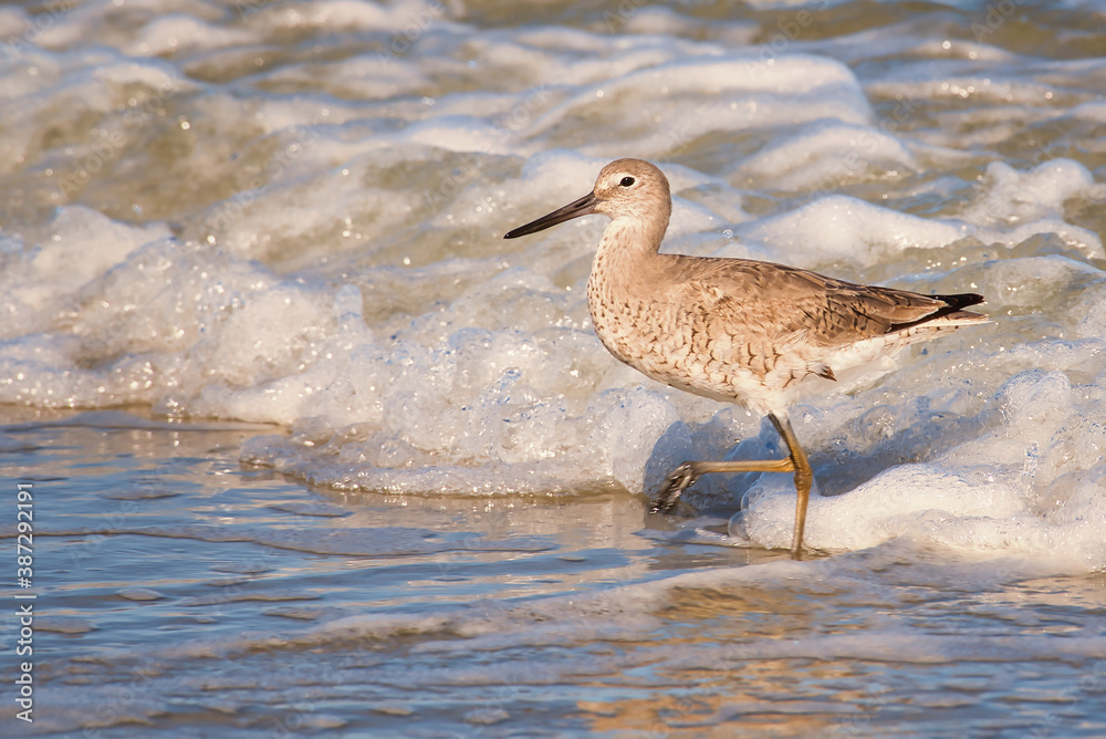 A willet wading in the surf near Pawleys Island, South Carolina, USA. A willet wading in the surf near Pawleys Island, South Carolina, USA.