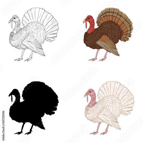 Vector Set of Turkey Illustrations. Farm Bird Illustration.