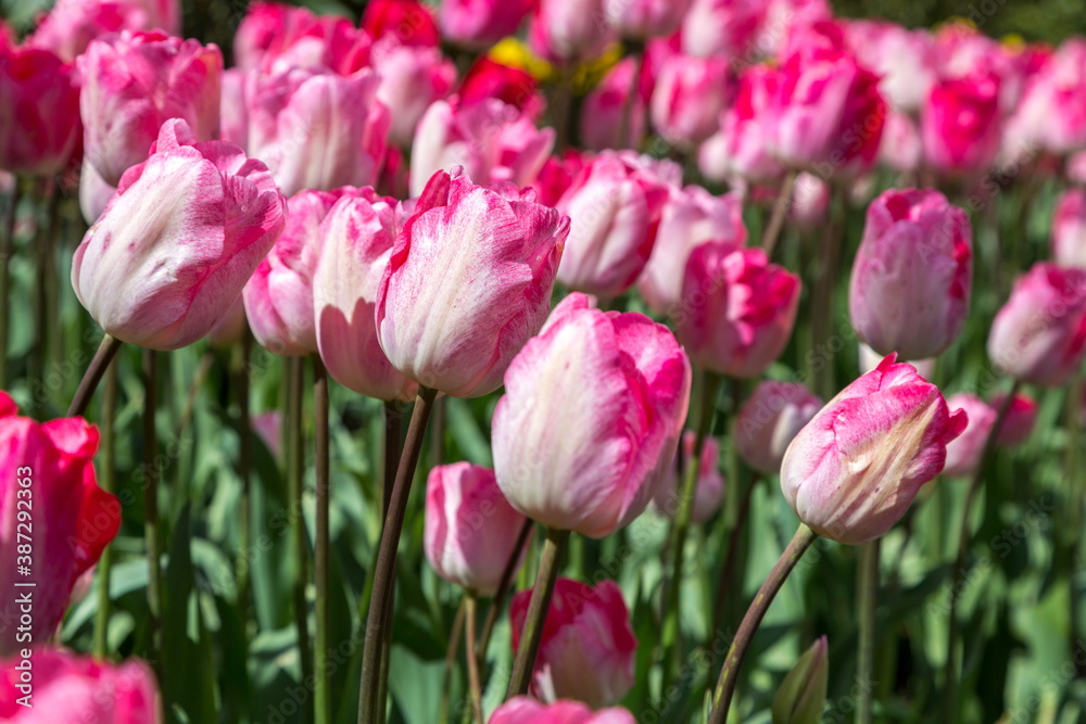 Beautiful Tulips in Skagit Valley, Washington-USA	