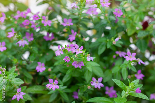 Purple flower of Cuphea hyssopifolia, False Heather or Elfin Herb bloom in the garden. © Pannarai