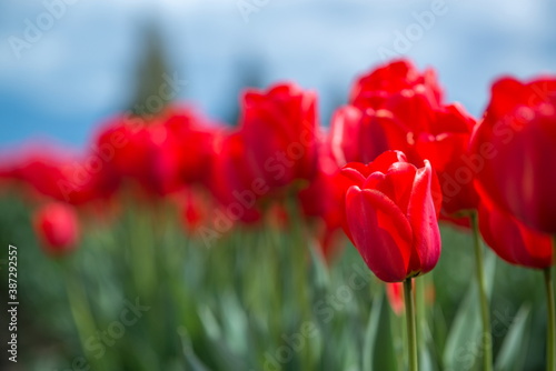 Beautiful Tulips in Skagit Valley  Washington-USA 