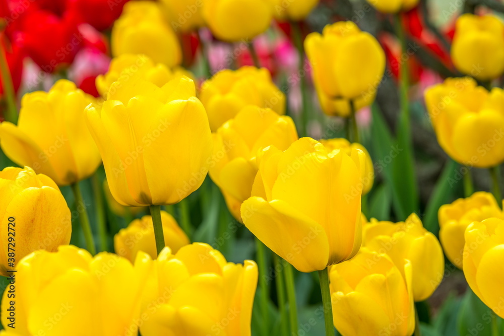 Beautiful Tulips in Skagit Valley, Washington-USA Beautiful Tulips in Skagit Valley, Washington-USA