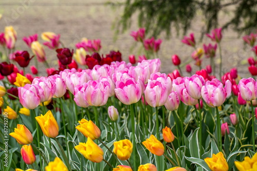 Beautiful Tulips in Skagit Valley  Washington-USA 