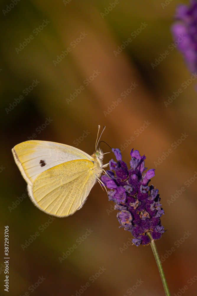 Close-up of a cabbage butterfly sitting and feeding on a blooming lavender Close-up of a cabbage butterfly sitting and feeding on a blooming lavender