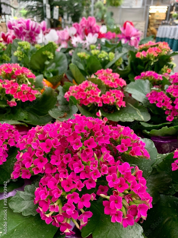 Kalanchoe Kalanchoe