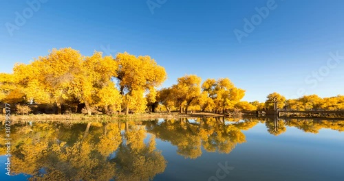 time lapse of ejina poplar woods in autumn, beautiful populus euphratica forest and reflection, alxa league, inner mongolia, China. photo