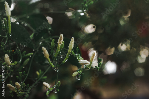 water drops on a leaf