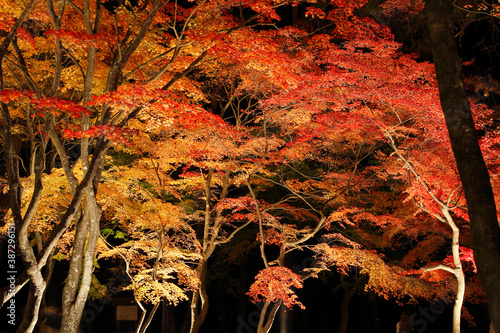 月の石もみじ公園 photo