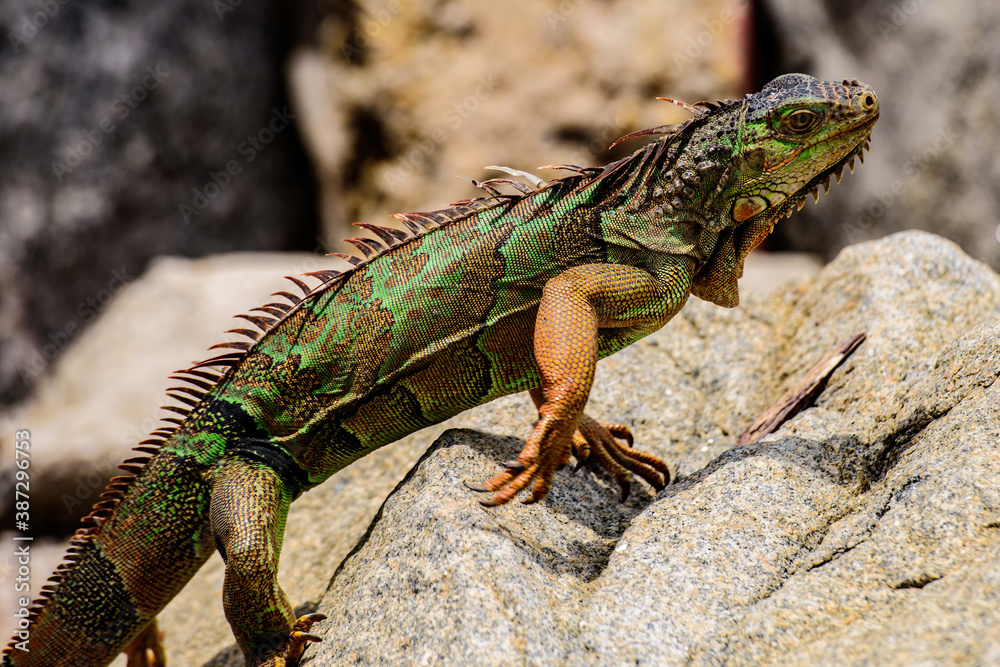 Green lizards iguana. And in the subfamily Iguanidae. Green lizards iguana. And in the subfamily Iguanidae.