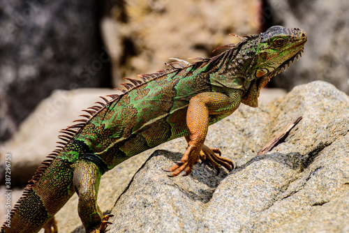 Green lizards iguana. And in the subfamily Iguanidae.