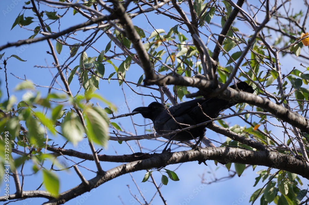 木の上のカラス 木の上のカラス