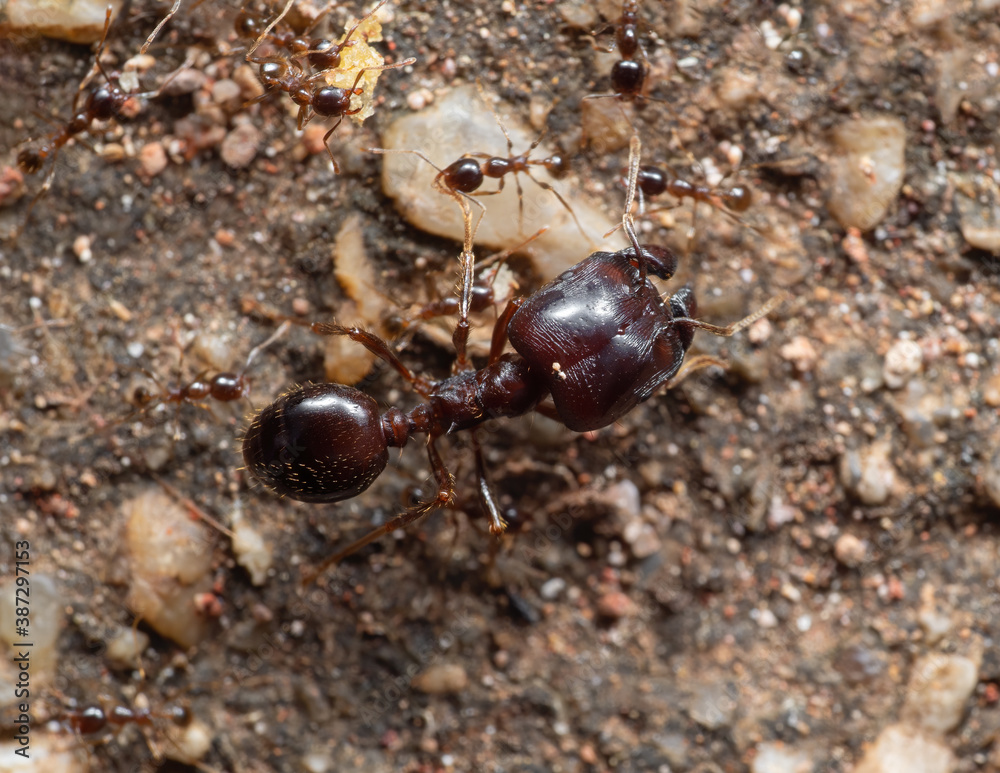 Macro Photo of Soldier Big Headed Ant with Group of Worker Ants
