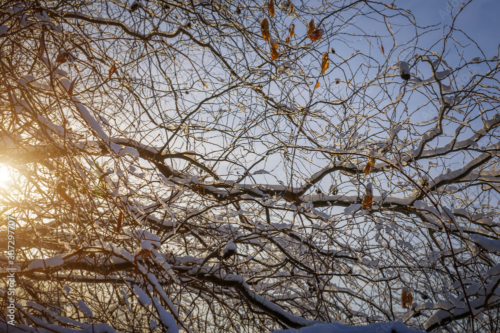 Tree branches covered with snow in the sunlight, close-up. Cold winter weather in the Northern hemisphere. Natural background. Tree branches covered with snow in the sunlight, close-up. Cold winter weather in the Northern hemisphere. Natural background.