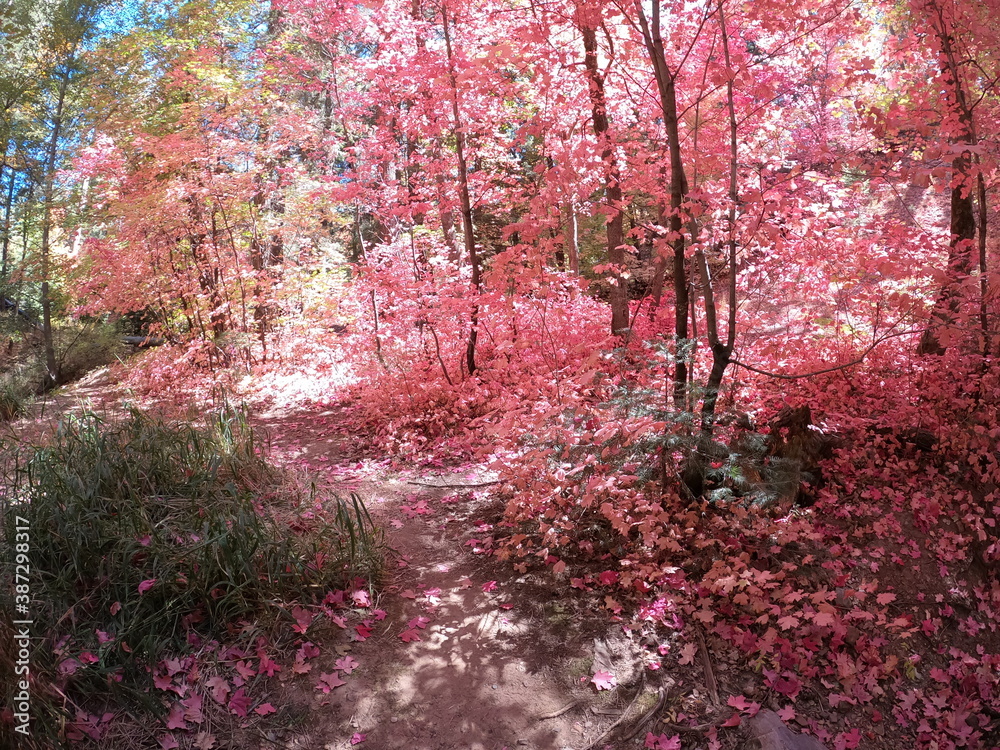 Autumn Forest Scene - Mount Lemmon, Tucson, Arizona Autumn Forest Scene - Mount Lemmon, Tucson, Arizona