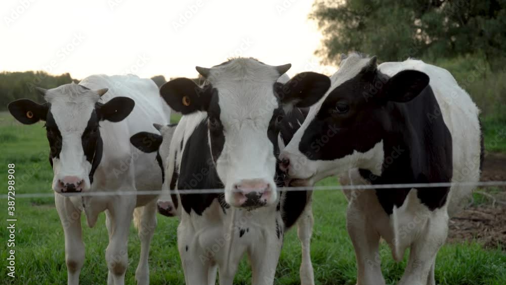 Friendly calves looking at the camera on a farm at sunset, close up Friendly calves looking at the camera on a farm at sunset, close up